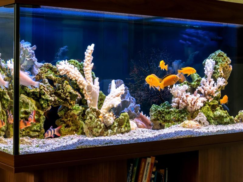 Escape to Underwater Paradise: Create Your Dream Fish Tank