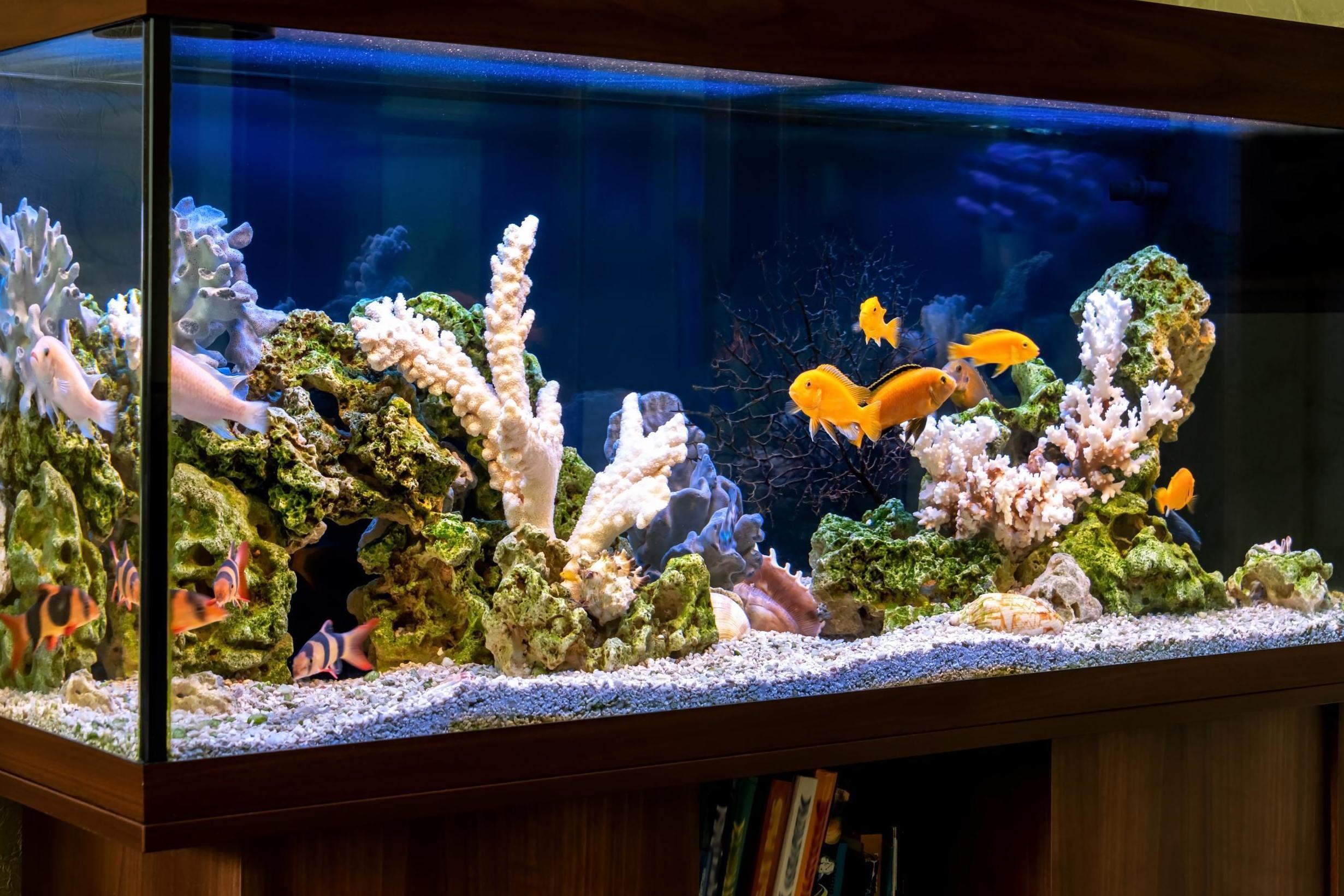 Escape to Underwater Paradise: Create Your Dream Fish Tank