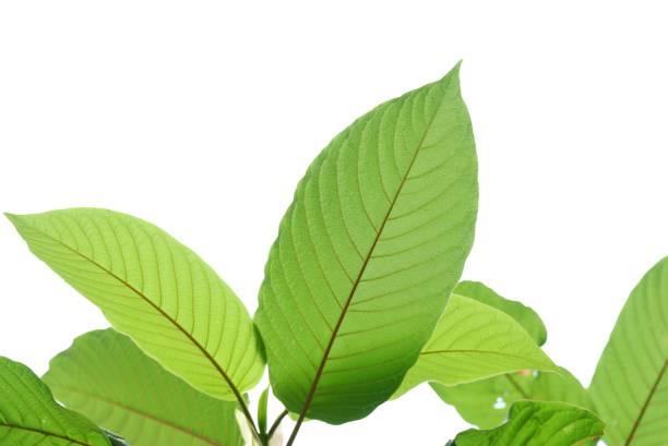 The Best Kratom for Pain: User Reviews and Insights